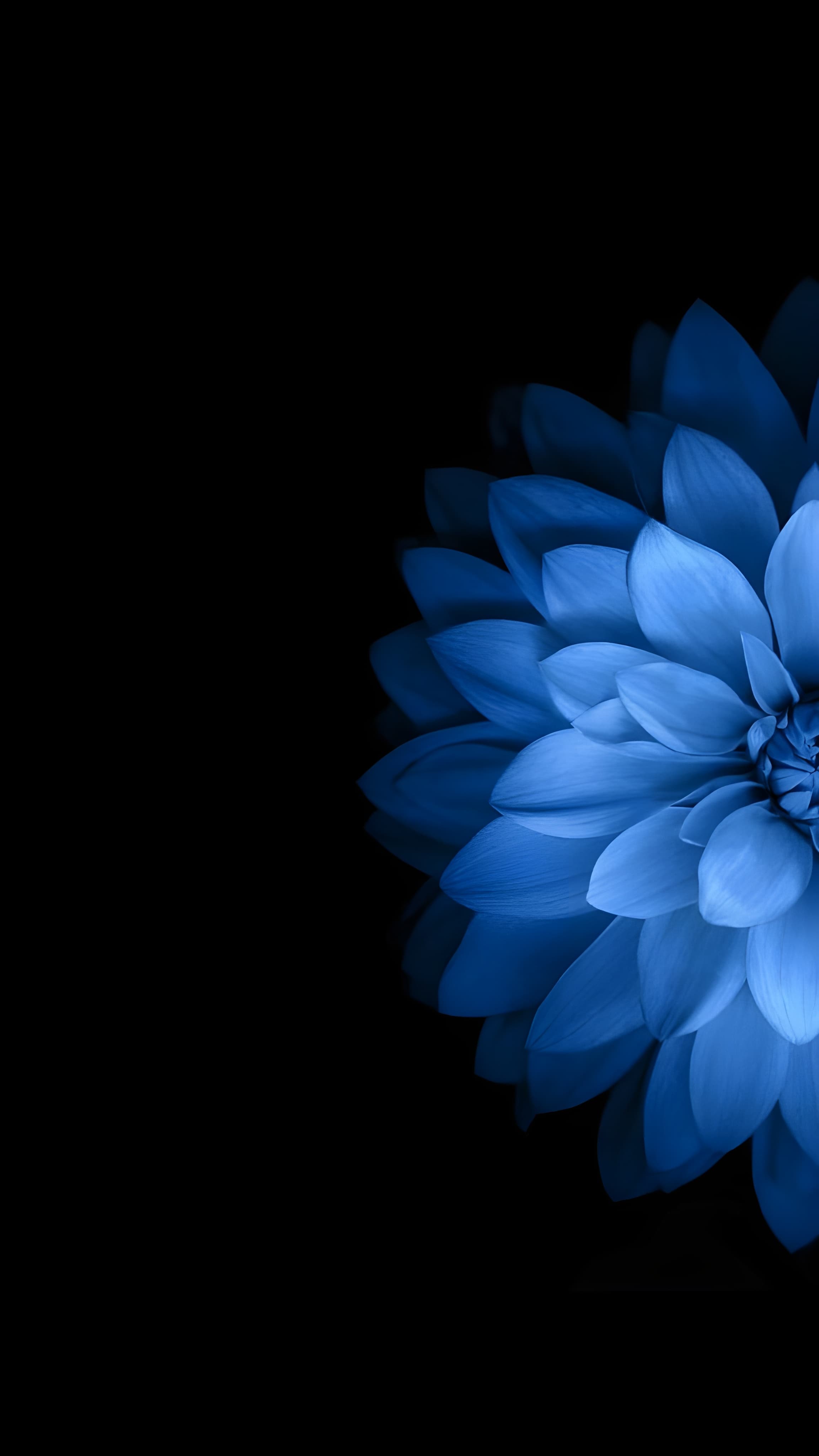 Amoled blue flower wallpaper
