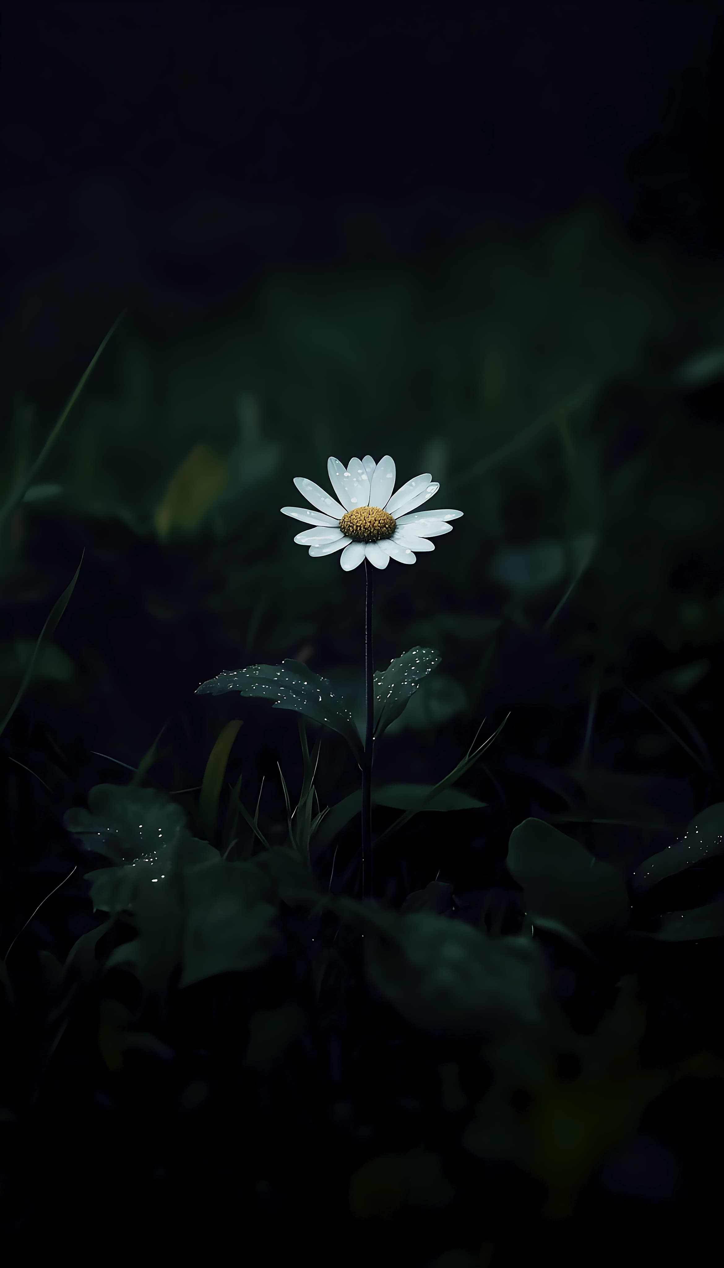Amoled white flower wallpaper