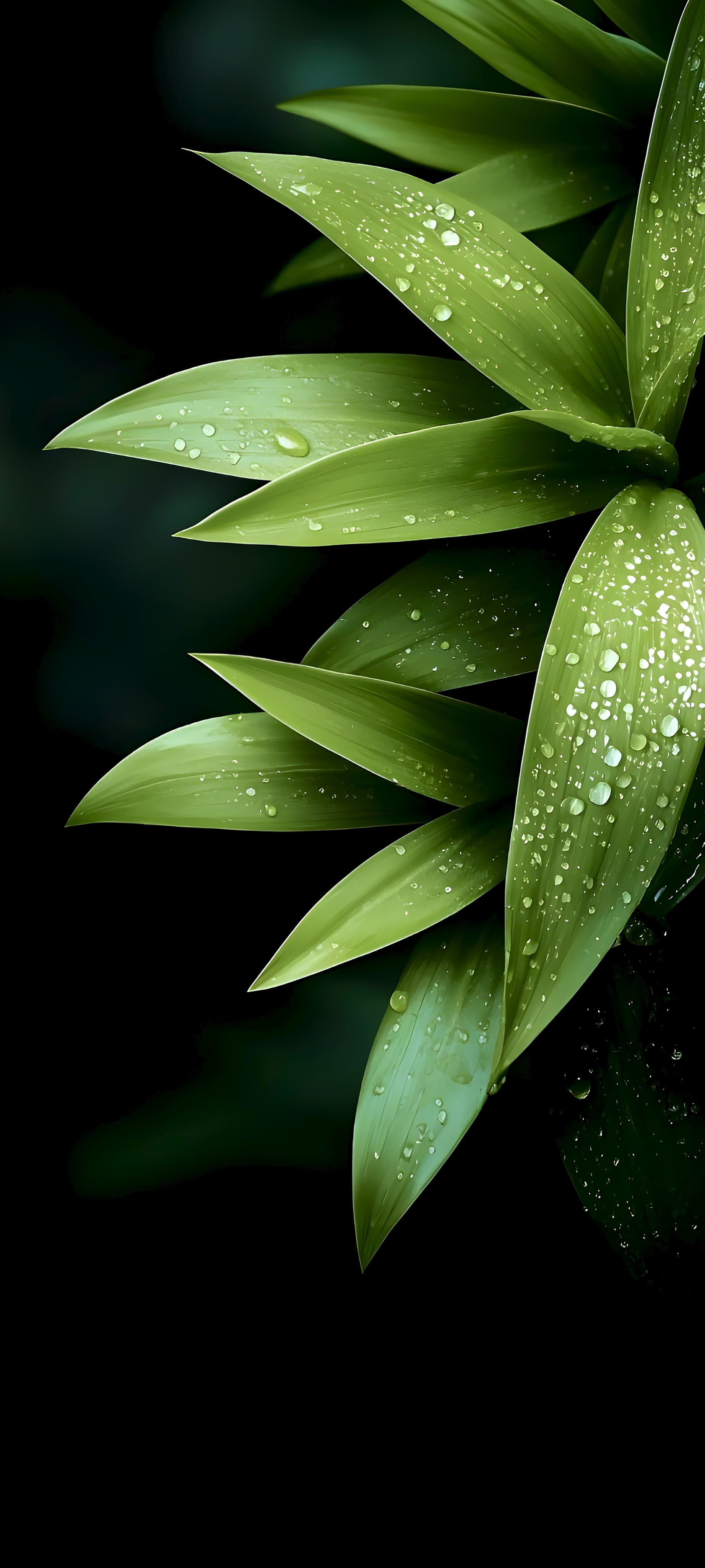 Amoled leaf wallpaper